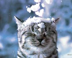 44+] Cats in Snow Wallpaper on WallpaperSafari