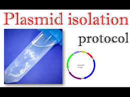 plasmid isolation protocol you