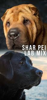 where do shar pei lab mix e from