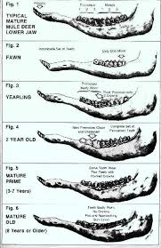 This Is A Large Graphic Of A Deer Jaw Be Patient Deer