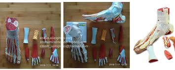 Some of the major muscles of the calf include: Cmam 12035 Muscles Of Foot With Main Vessels And Nerves Plastic Human Body Muscle Teaching Anatomical Model Anatomical Foot Anatomical Foot Modelanatomical Models Muscles Aliexpress