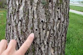 Frequently Asked Questions About Emerald Ash Borer Nebraska Forest