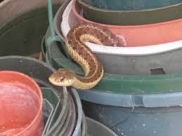 garter snakes the gardener s friend