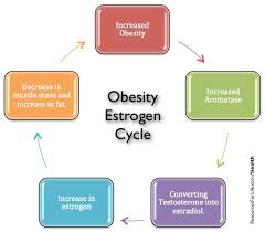 obesity and high estrogen levels in men