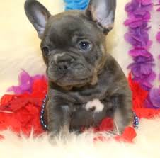 Raising happy healthy puppies since 2008. French Bulldog Puppy Dog For Sale In Baltimore Maryland