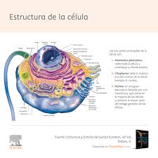 Anatomía y estructura de la célula: tamaño, composición y funciones