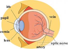 anatomy clipart eye anatomy parts labeled