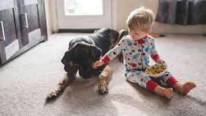 what is the best carpet for kids and pets
