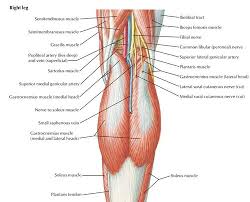 If you know where muscles attach and how they contract then you can know how to. Myth Hamstring Tightness At The Back Of The Knee Is Not Hamstring Tightness Laguna Orthopedic Rehabilitation