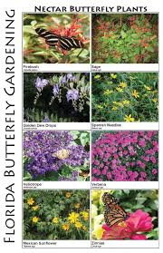 Erfly Garden Plants