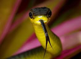 the beauty and deception of snakes