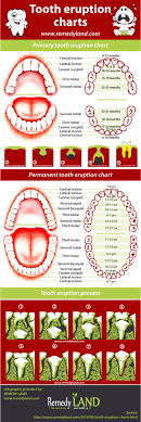 Primary And Permanent Teeth Eruption Chart Visual Ly