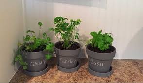 Growing An Indoor Herb Vegetable Garden