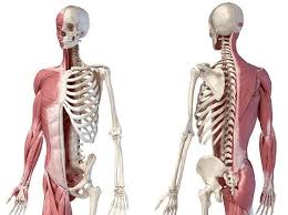 Kerangka manusia dapat dikelompokan menjadi 3 yaitu bagian badan terbagi menjadi 5 kelompok, yaitu Pengertian Sistem Gerak Manusia Fungsi Organ Dan Contoh