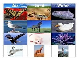 Air Land Water Animals Montessori Three Part Cards Set 1