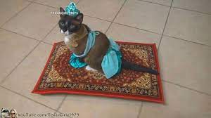 princess jasmine cat rides magical