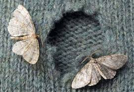 how to get rid of carpet moths learn