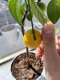 The smallest lemon - thumb for scale : rfunny