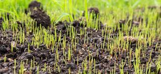 Establishing A New Lawn With Grass Seed