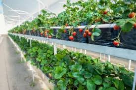 strawberry greenhouse ion can