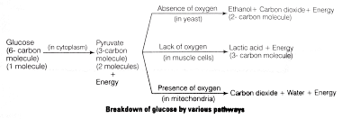 Explain the three pathways of breakdown in living organisms.