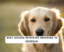 Check spelling or type a new query. 5 Best Golden Retriever Breeders In Georgia 2021 We Love Doodles