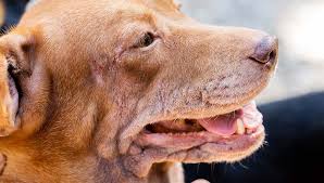 canine skin autoimmune disease complex