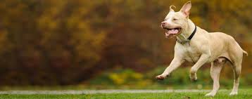 american pit bull terriers