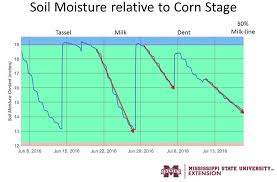 How To Determine When You Can Terminate Corn Irrigation