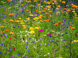 Wildflowers Encourage Insects And