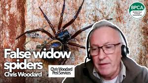 false widow spiders digital forum