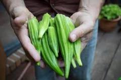What is the best way to freeze fresh okra?