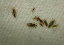 Pictures Of Nits And Head Lice