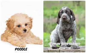 poodle or german shorthaired pointer