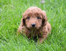 Learn more about the breeds on our about doodles page. Locations Red Goldendoodle Puppies
