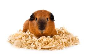 best guinea pig bedding to in 2021