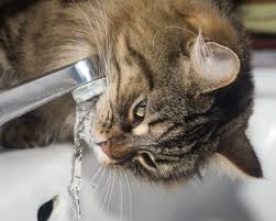 how to get your cat to drink more water