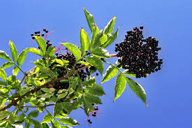 black elderberry sambucus canadensis