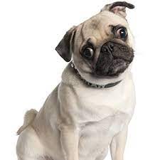7,844 likes · 36 talking about this · 45 were here. Get Pug Dog Wallpapers Microsoft Store