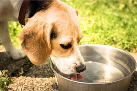 how to hydrate a dog 10 ways to make