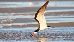 The climate is subtropical with hot summers and mild winters. Successful Nesting Season In South Carolina Atlantic Coast Joint Venture