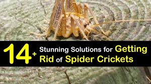 spider cricket control quick tips for