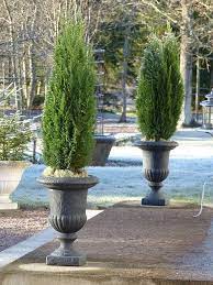 Potted Plants Outdoor