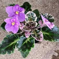 Maybe you would like to learn more about one of these? 130 Miniature African Violet Flowers Plants Ideas In 2021 African Violets Plants African Violets Violet Flower