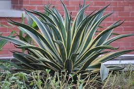 Are Snake Plants Toxic To Dogs Vet