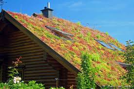 how much does a green roof cost in 2024