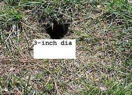 We did not find results for: Tips For Identifying The Animals That Dig Holes In The Ground Garden Pests Lily Beetle Organic Raised Garden Beds