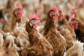 Avian influenza (bird flu) is a notifiable animal disease. Aq7a0m9c77krhm