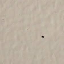 insecte noir oval moins d un millimètre