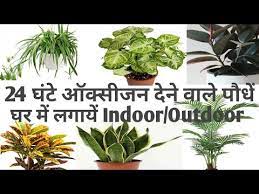 Indoor Plants That Produce Oxygen